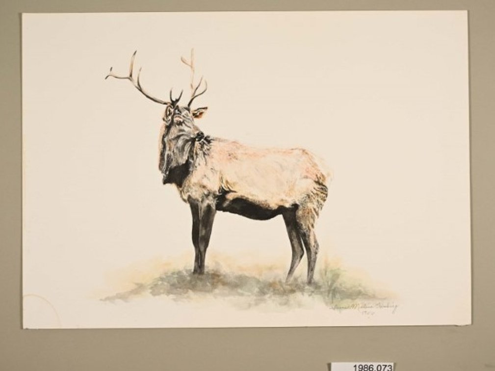 Elk on 140lb watercolour paper