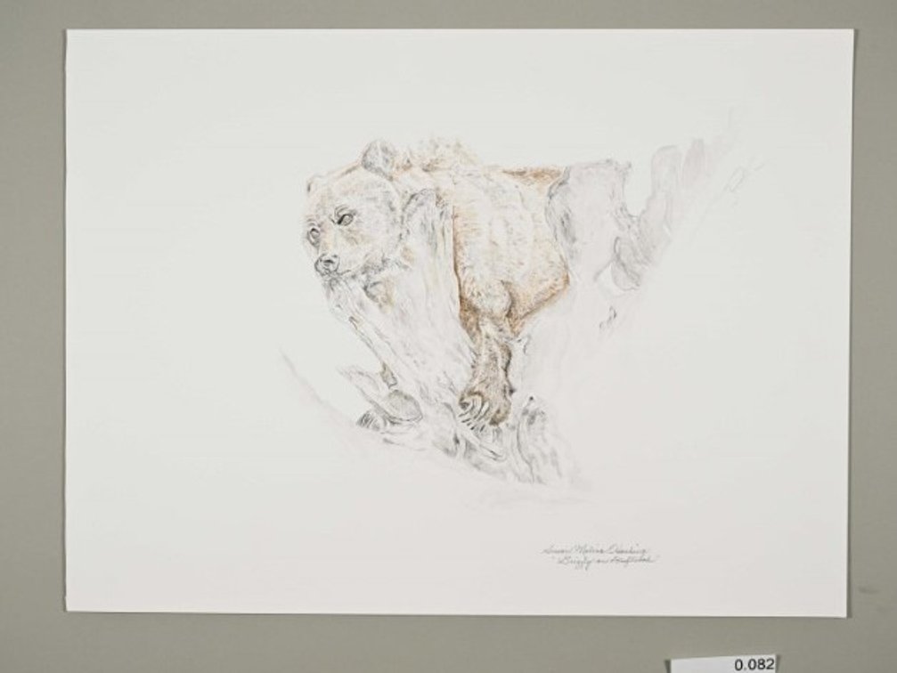 Grizzly On Driftwood on 140lb watercolour paper