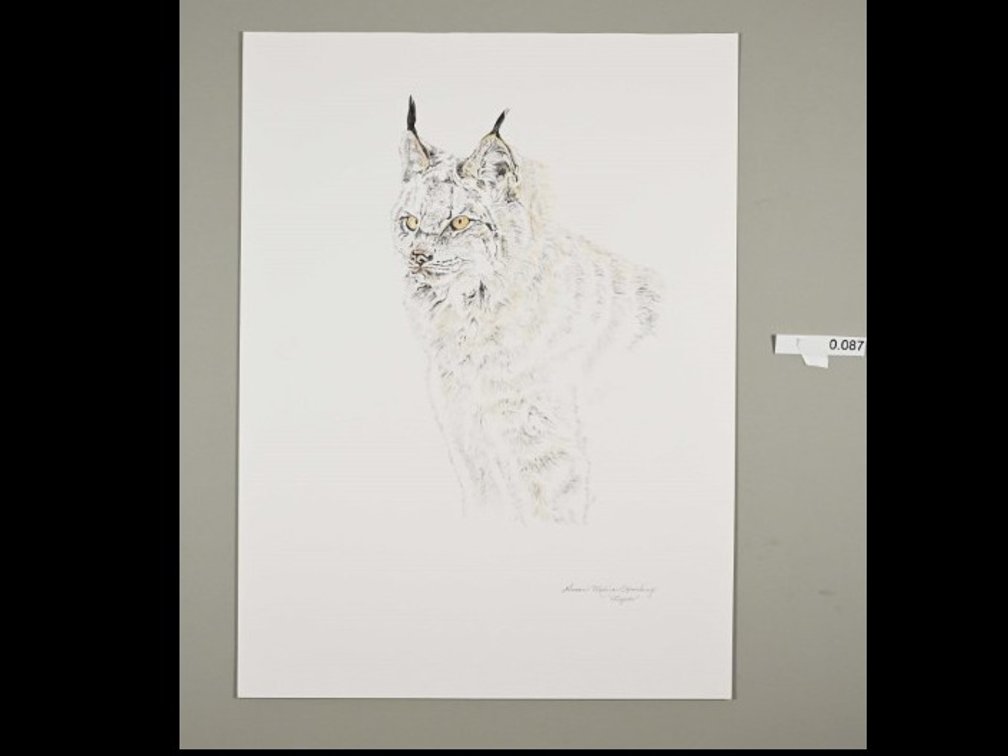 Lynx on 140lb watercolour paper