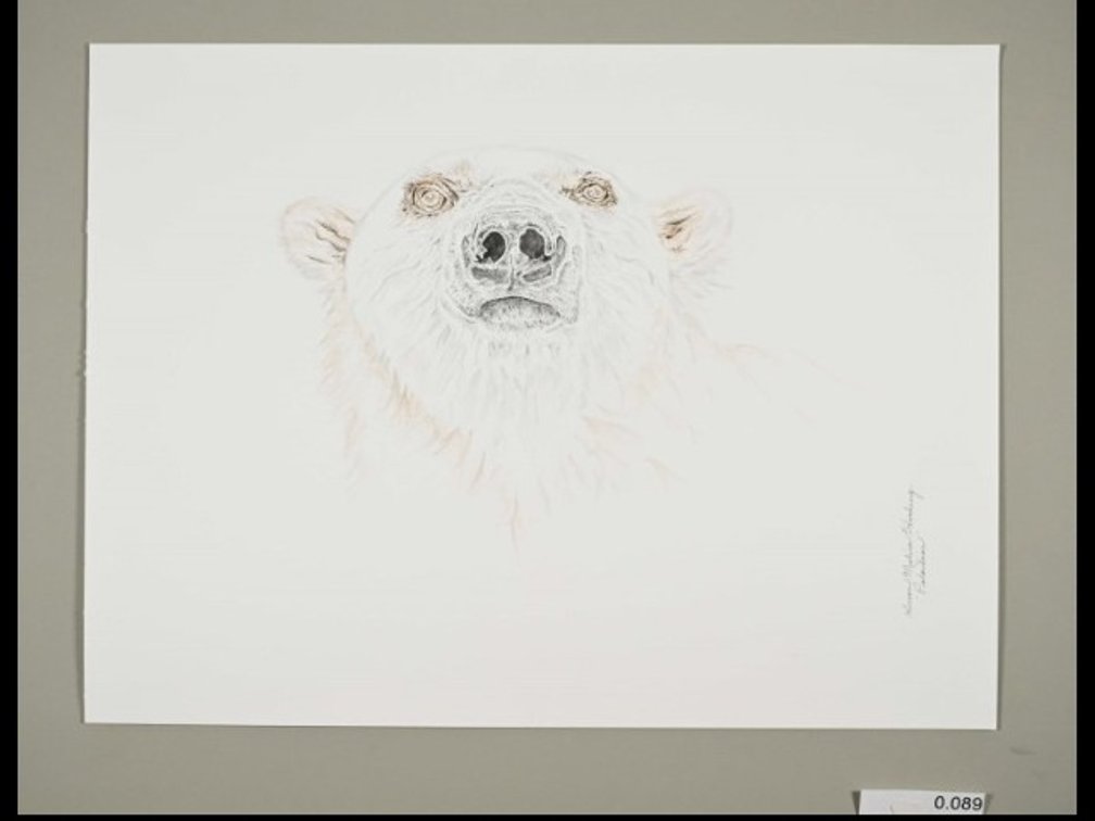 Polar bear on 140lb watercolour paper