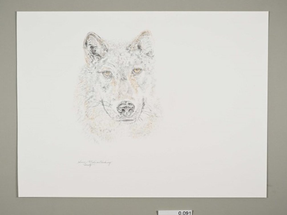 Wolf on 140lb watercolour paper