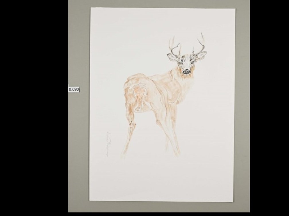 Deer on 140lb watercolour paper