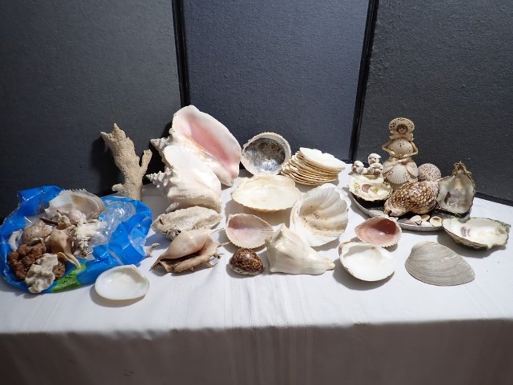 Celebrating Shells