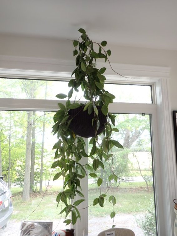 Hoya