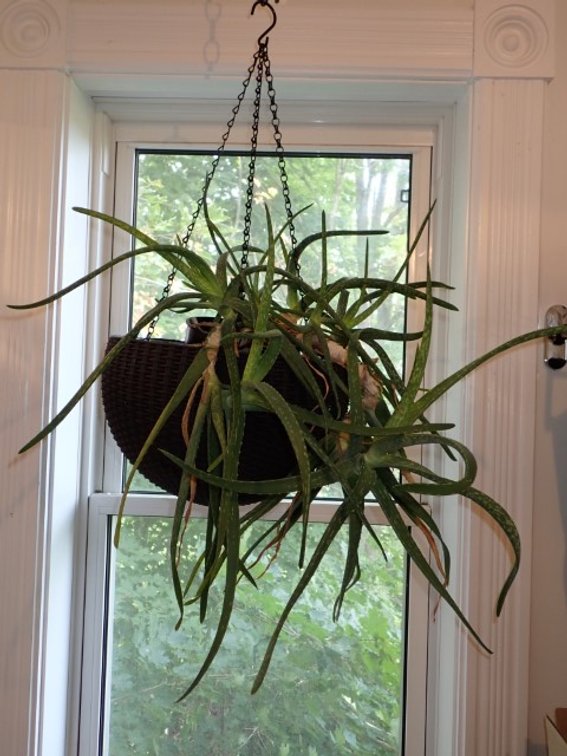 Two Orchid Cactus