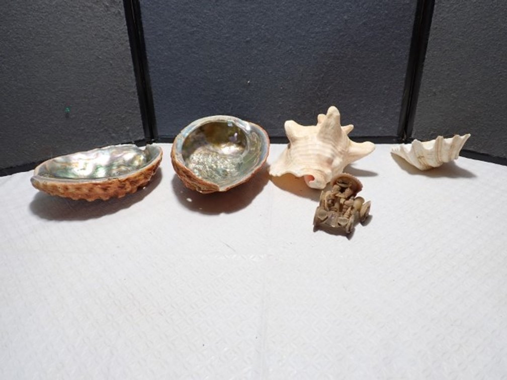 Seashells