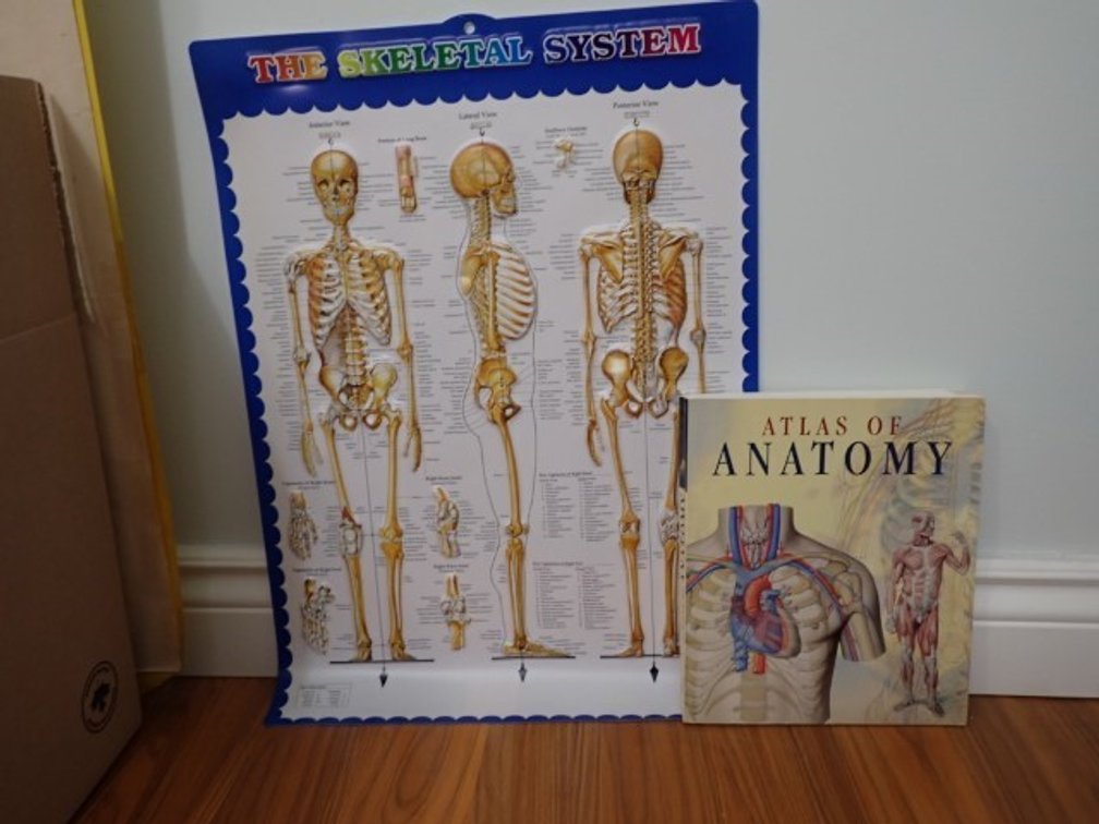 Anatomical Study Set