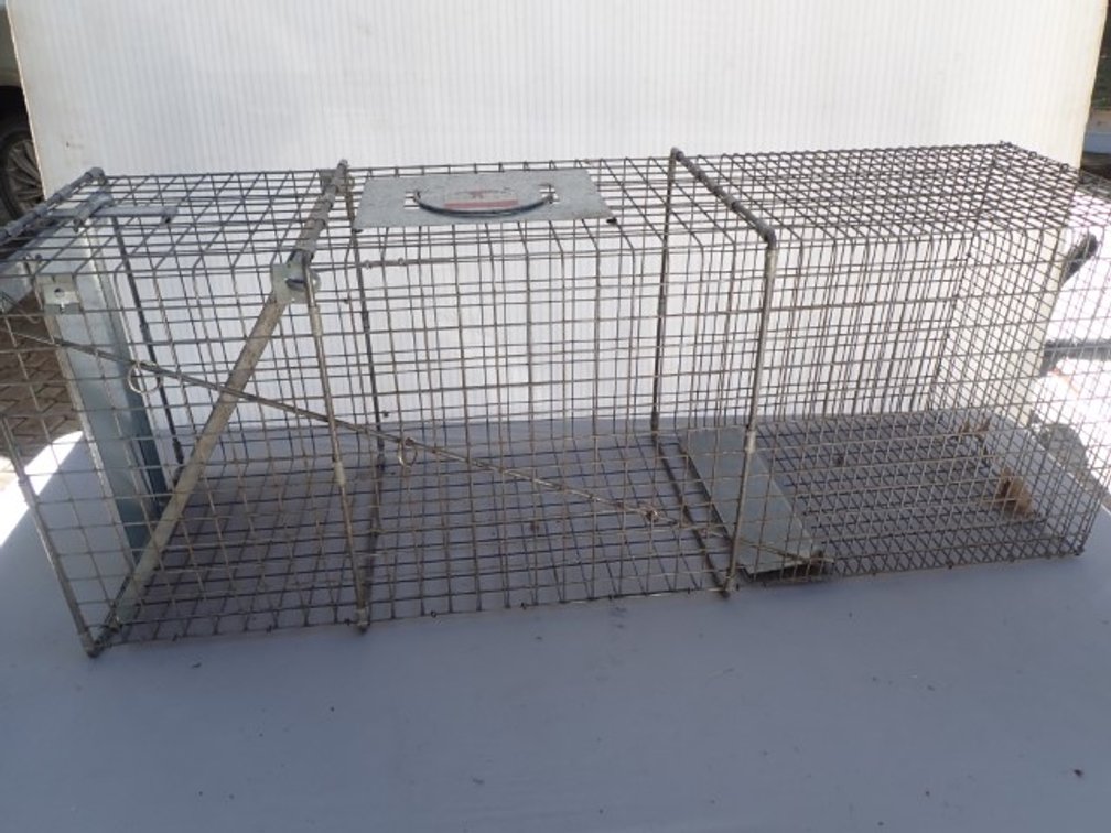 Steel Live Trap