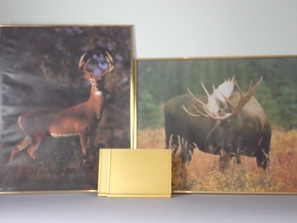 Framed Wildlife Art Prints