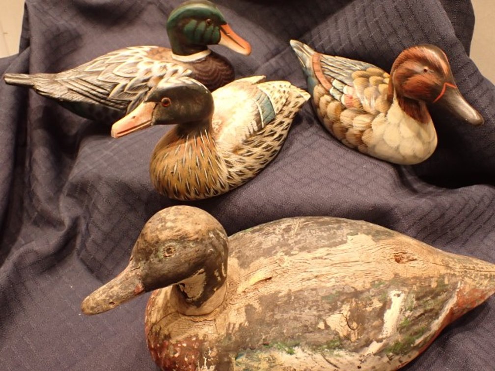 Ducks Galore