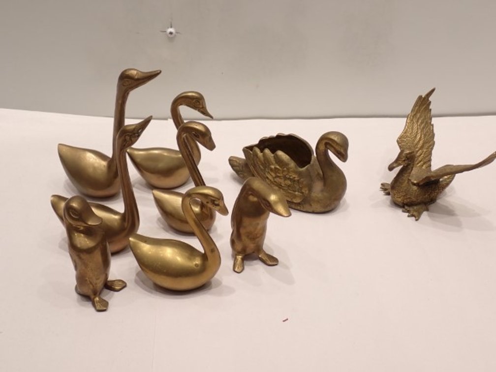Ducks & Swans