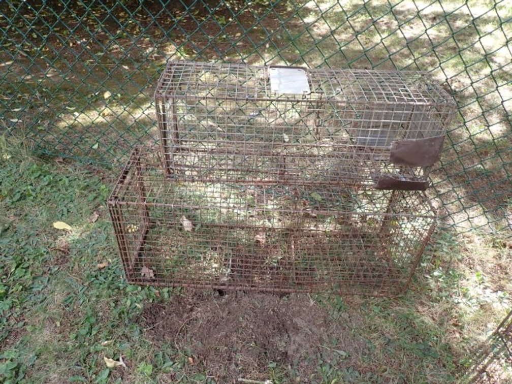 Animal Traps