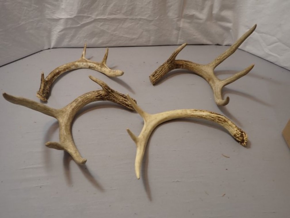 Natural Deer Antlers