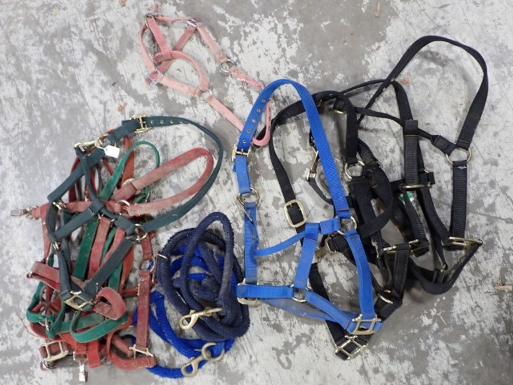 Nylon Halters & Lead Line Collection