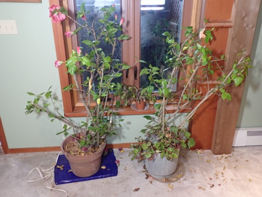 Hibiscus & Christmas Cactus