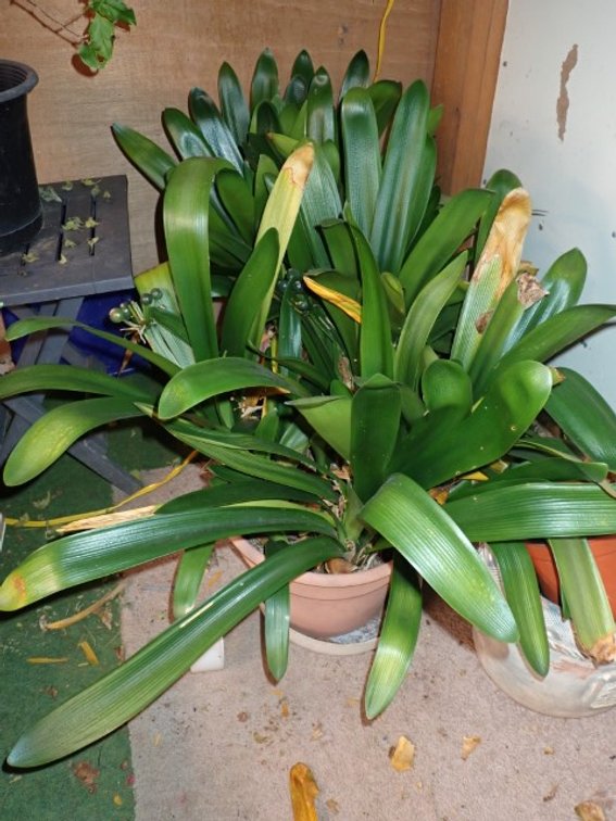 Clivias