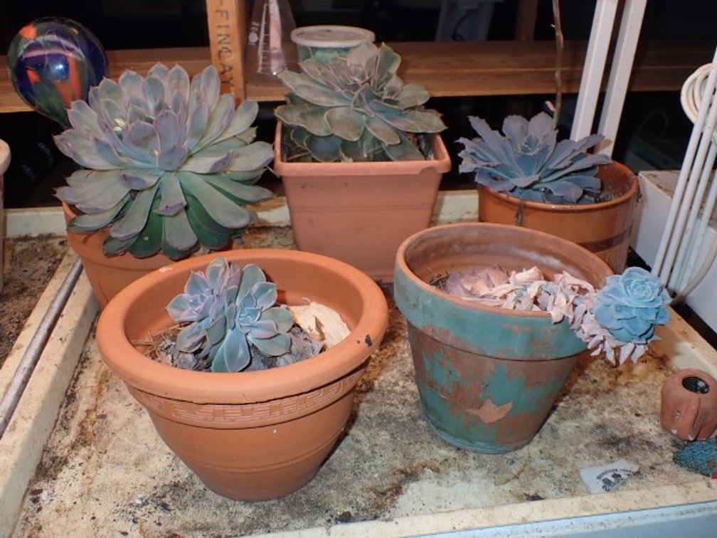 Succulents