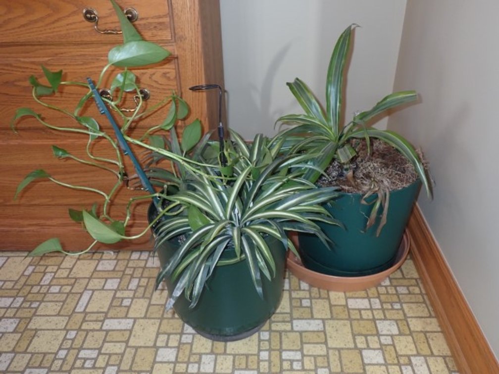 Dracaena & Pothos