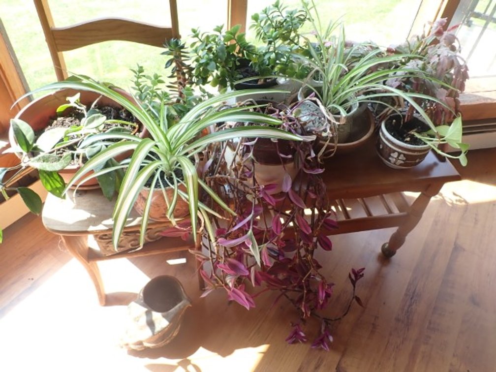 House Plants