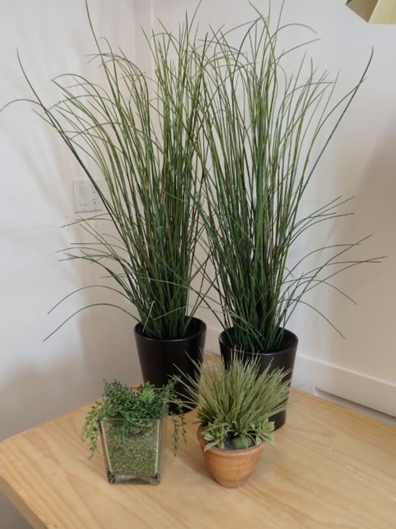 Everlasting Plants