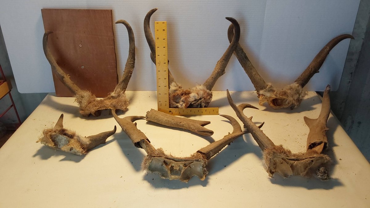 Antelope Horn