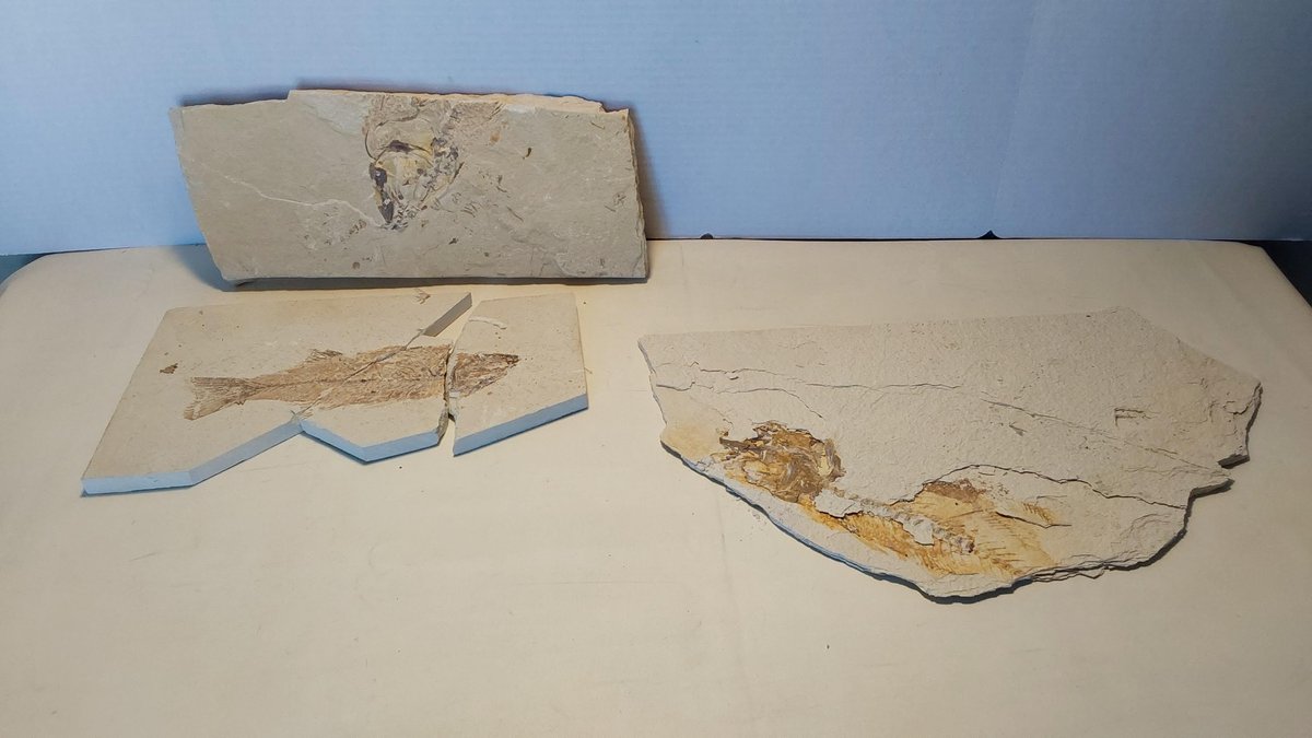 Fish Fossils(Green River Formation)