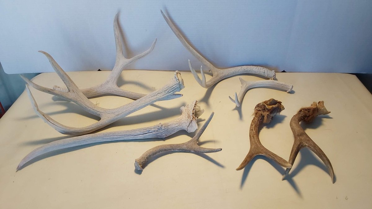 Horns