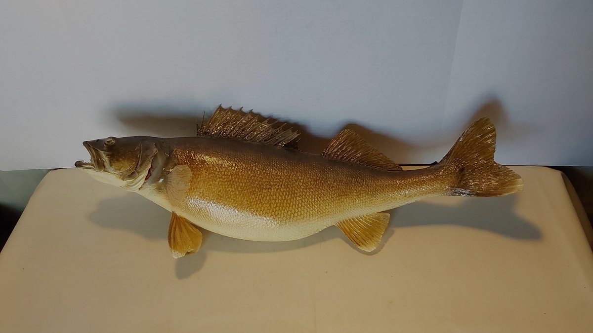 Walleye Mount(28 1/2" Long)
