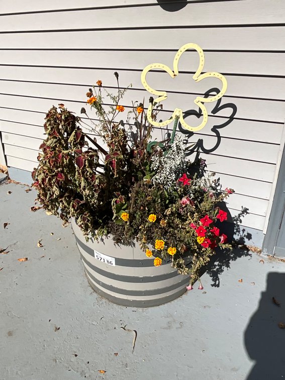 (X2) Whisky Barrel Planters