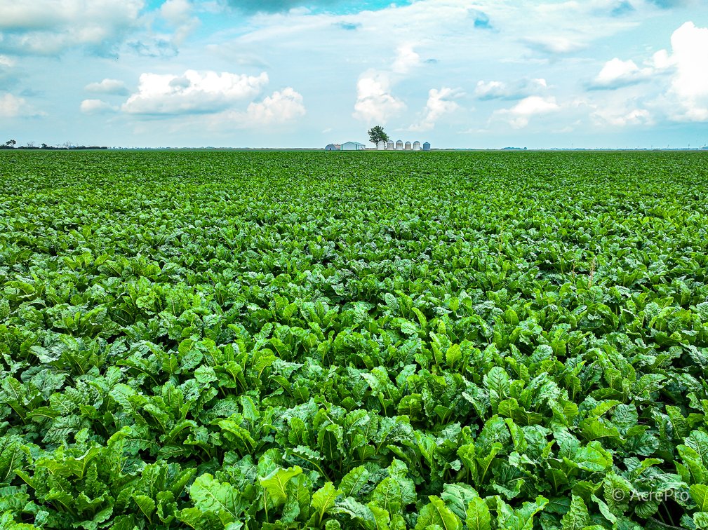 Tract 1 - 160± Acres in Pembina County, ND