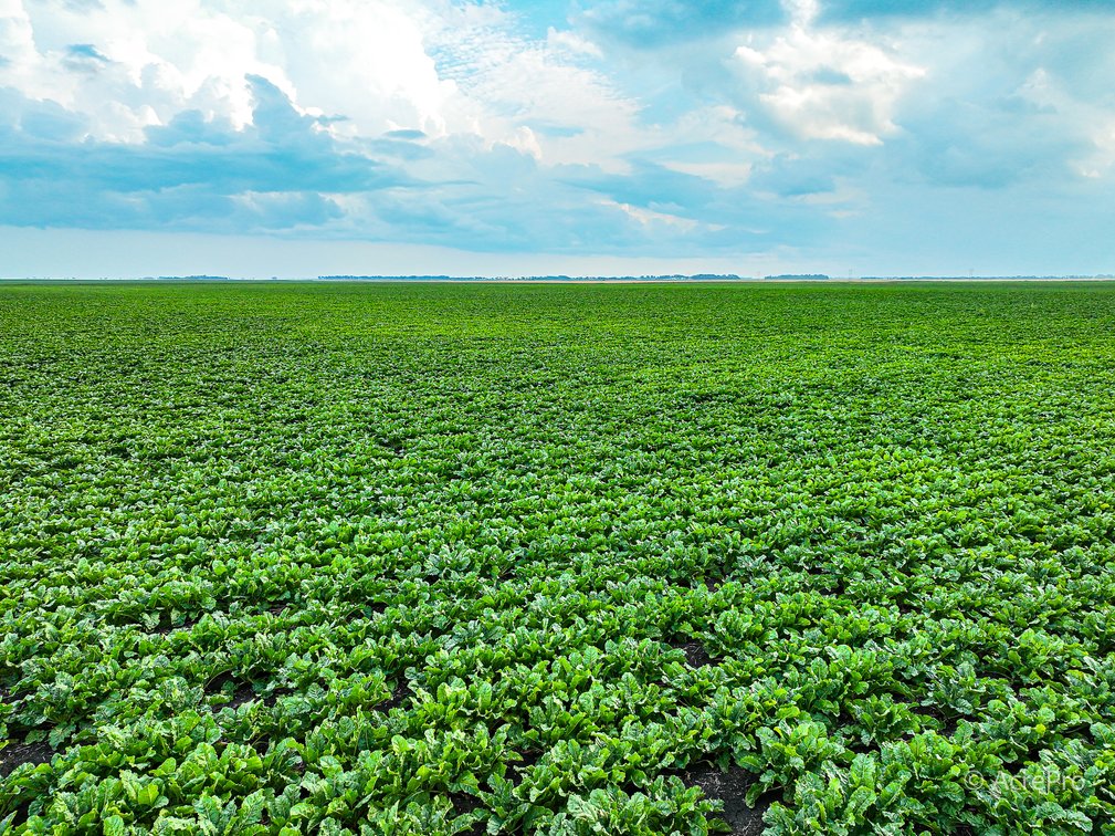 Tract 3 - 160± Acres in Pembina County, ND
