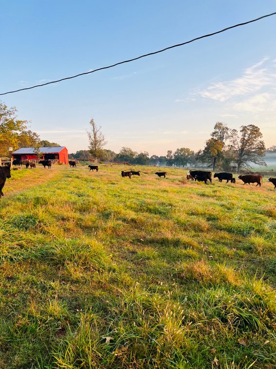 Image for Howell County Land Auction