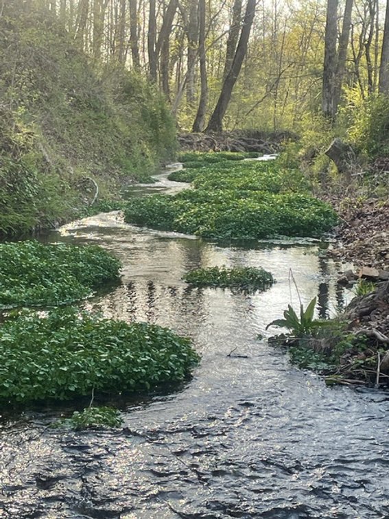 Image for Creekside Haven - Cabin on Bells Branch Creek w/ 3.76 acres