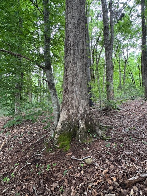 Image for Buffalo River - 5.5 acres on paved road with utilities - Perry County