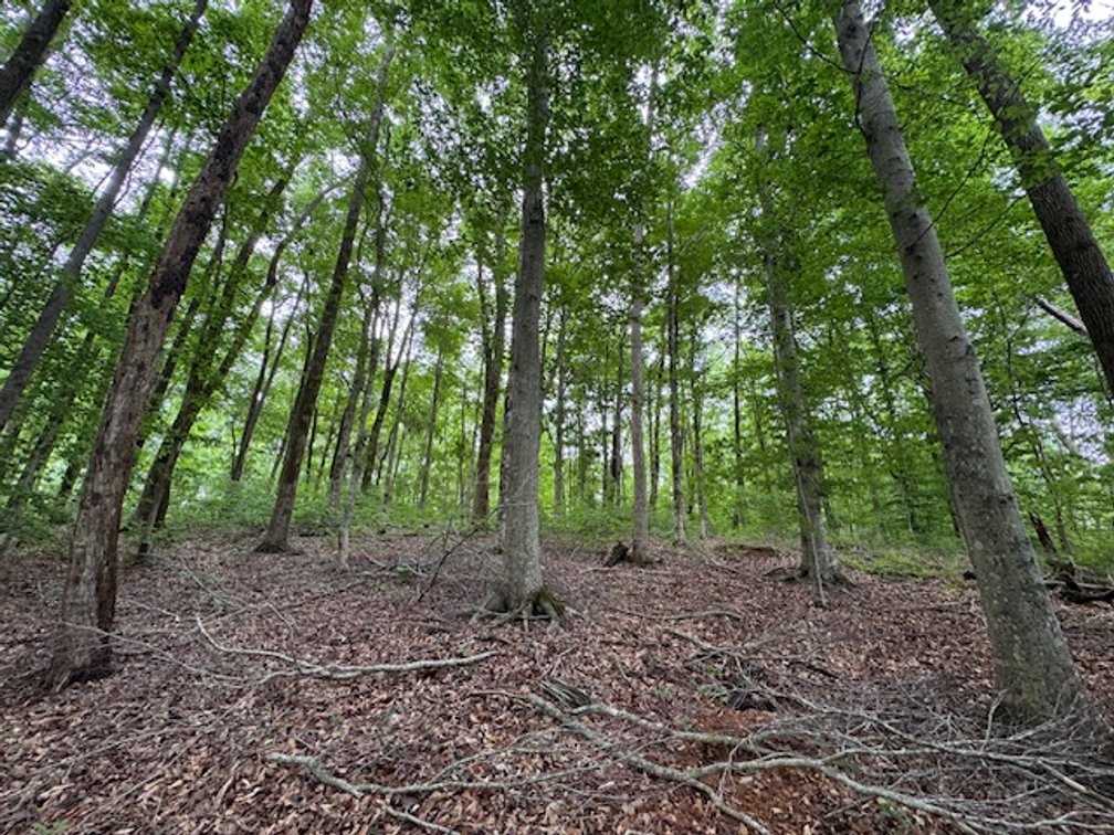 Image for Buffalo River - 5.5 acres on paved road with utilities - Perry County