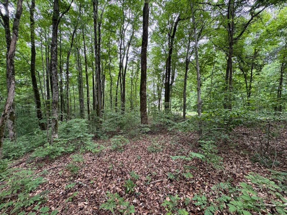 Image for Buffalo River - 5.5 acres on paved road with utilities - Perry County