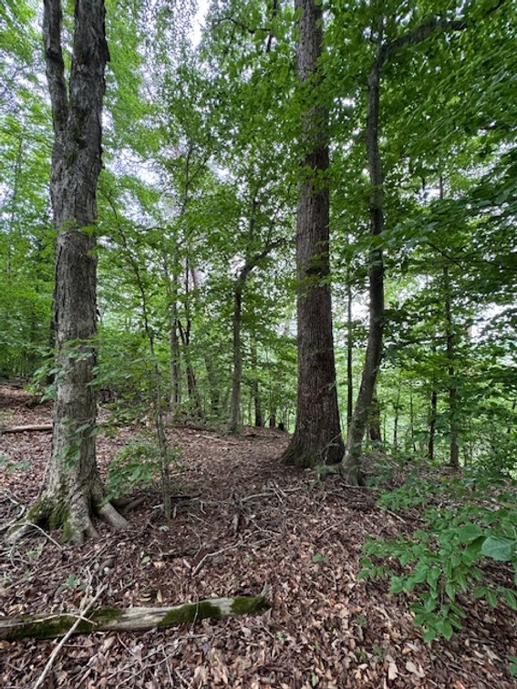 Image for Buffalo River - 5.5 acres on paved road with utilities - Perry County
