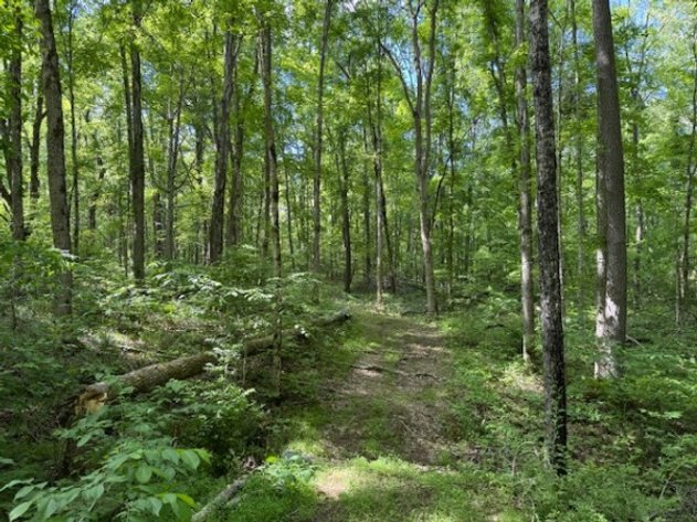 Image for 11.4 acres on Moss Spring Hollow Rd - City Water and Electric Service Lines cross the property