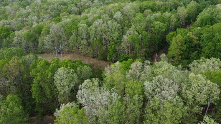 Image for 11.4 acres on Moss Spring Hollow Rd - City Water and Electric Service Lines cross the property