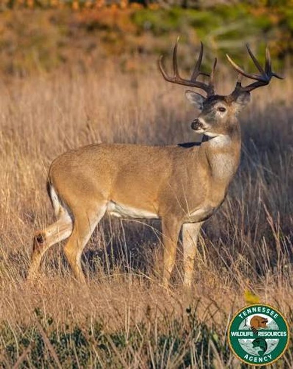 Image for Cabin & Lake - 44.5 acres on Hwy 50 in Hickman County - Joins 800-acre WMA!