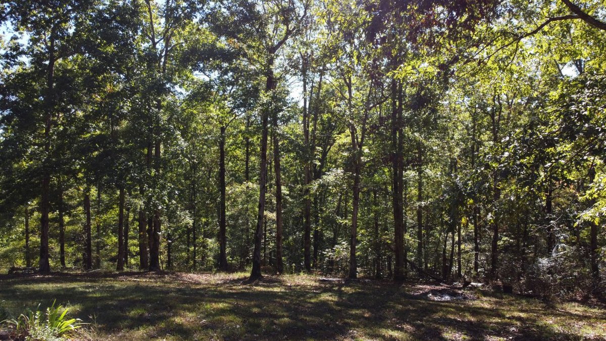 Image for Cabin & Lake - 44.5 acres on Hwy 50 in Hickman County - Joins 800-acre WMA!