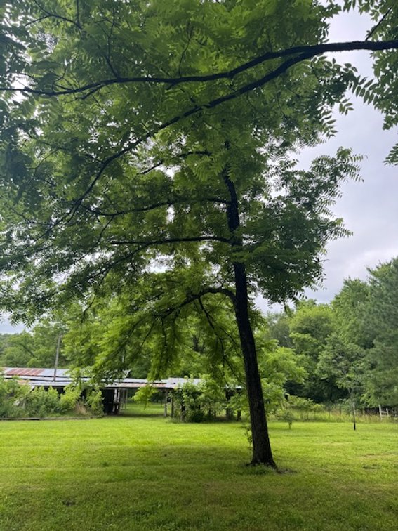 Image for Mill Creek -- Amazing Place, How Sweet the Sounds - 79 acres