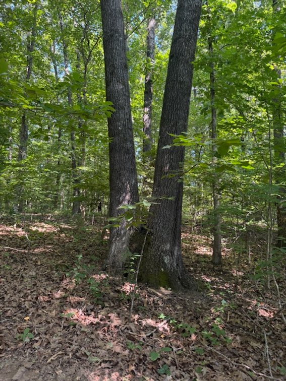 Image for Estate Auction - 3 Acres in Fairview - Attention Developers & Investors