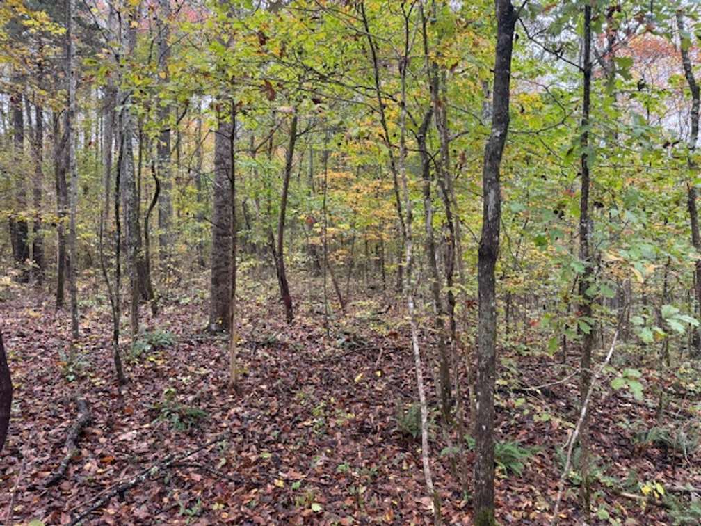 Image for 65 acres on Barren Fork Creek - Bon Aqua, TN