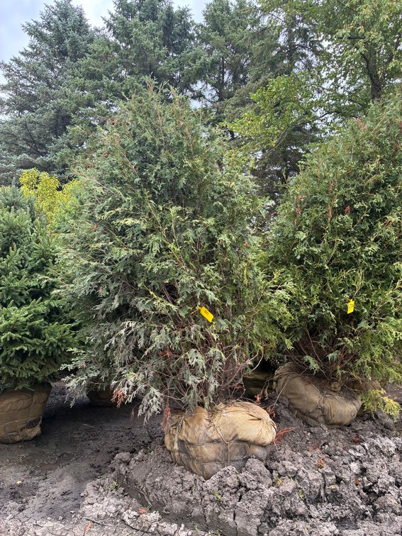 8' Arborvitae Techny