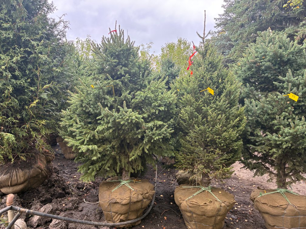 6' Black Hills Spruce