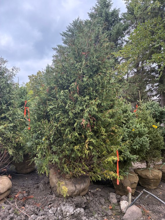 8' Techny Arborvitae