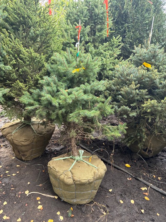 4' Black Hills Spruce