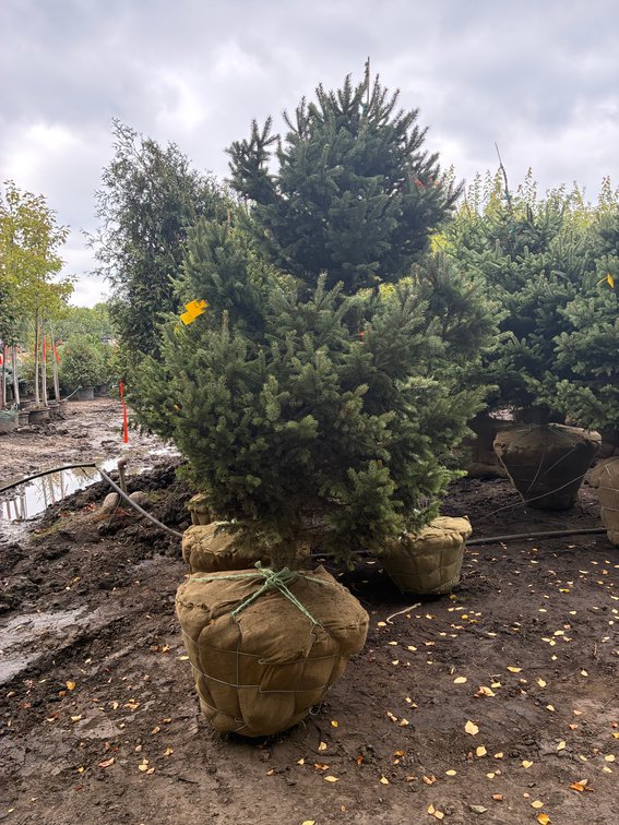 6' Black Hills Spruce
