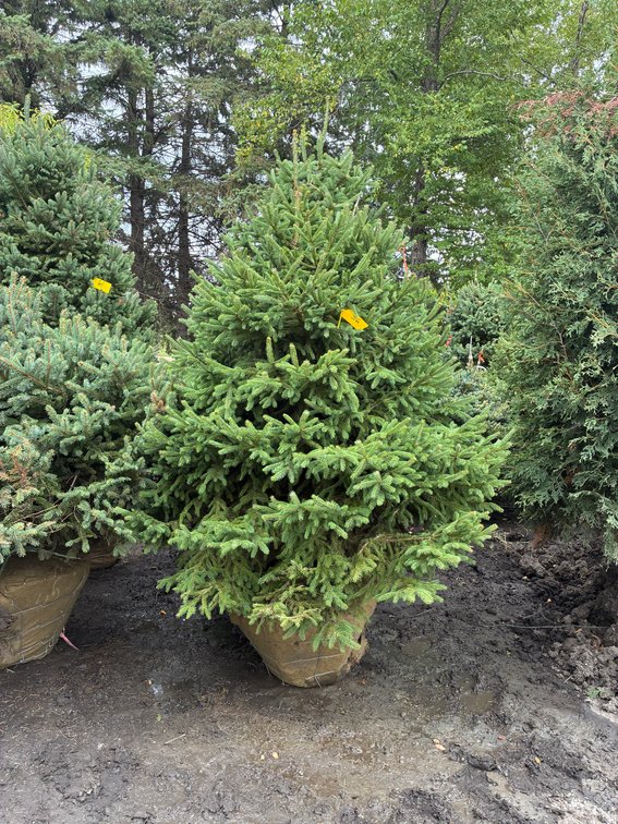 6' Black Hills Spruce
